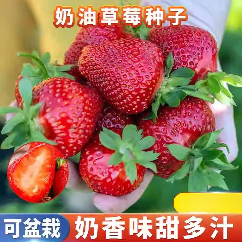奶油草莓种籽子四季草莓阳台盆栽草莓种子秋冬季菜种水果种子