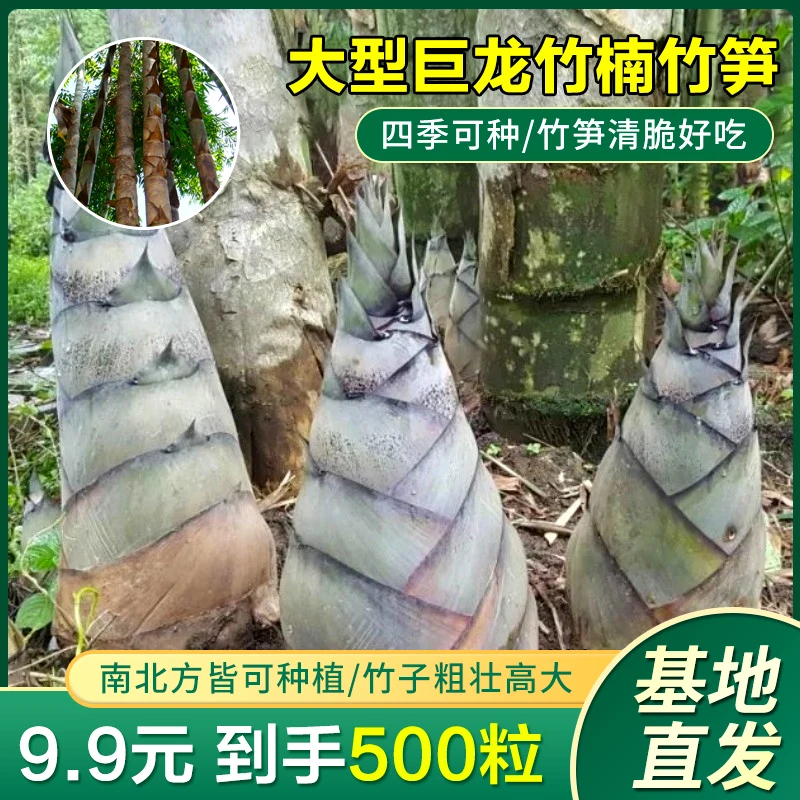 大型巨龙竹楠竹种子食用竹笋种子四季庭院室外种