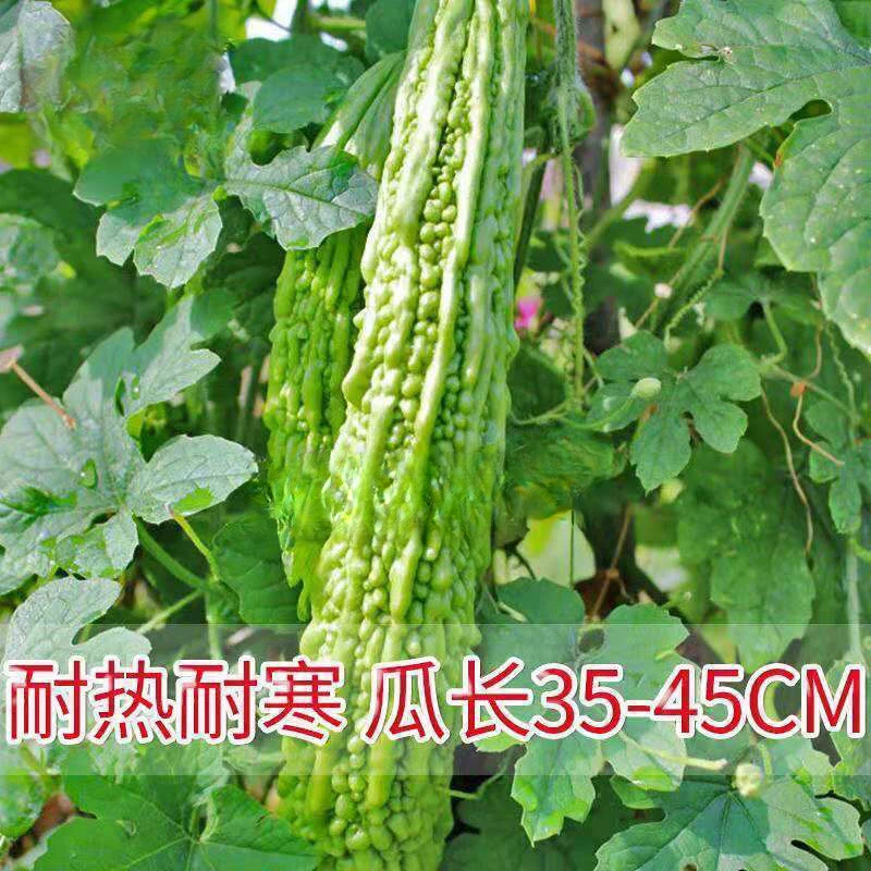 苦瓜种子早熟翠绿疙瘩绿白苦瓜种籽春季四季播庭院蔬菜种孑