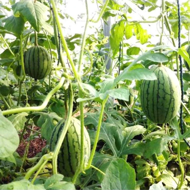 甜蜜罐小西瓜种子无籽小西瓜种子四季种植阳台庭院麒麟西瓜种子