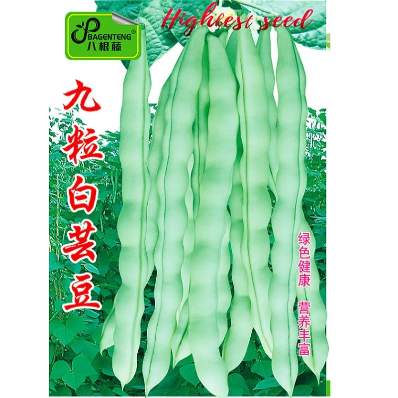 九粒白芸豆种子豆角种籽四季豆种子四季春秋播种农田庭庭院
