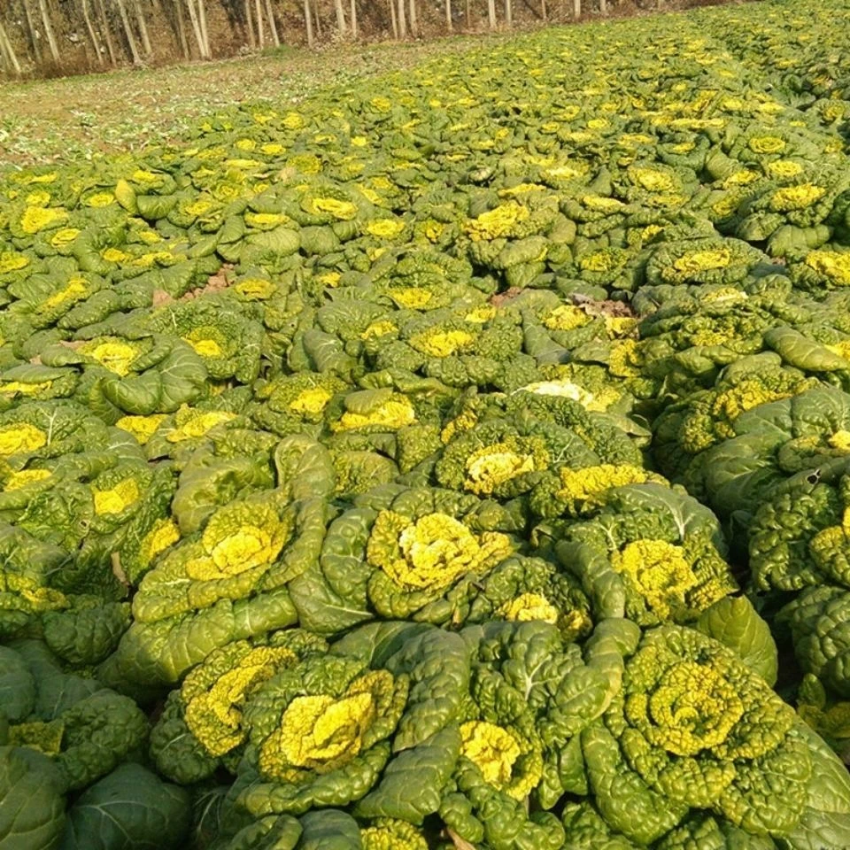 黄心乌塌菜种子耐寒黄心菜种籽菊花心菜籽种种黄金乌蔬菜种子庭院
