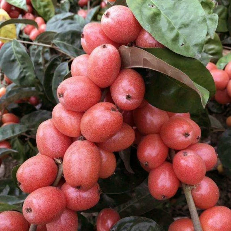 羊奶果种子种植简单开花水果四季播种阳台盆栽小院