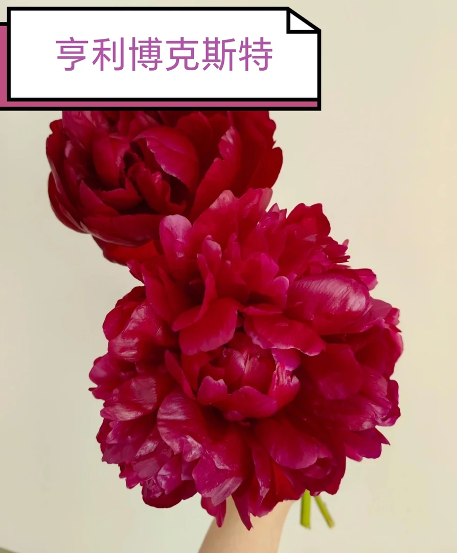 洛阳牛家牡丹 芍药亨利博克斯特
