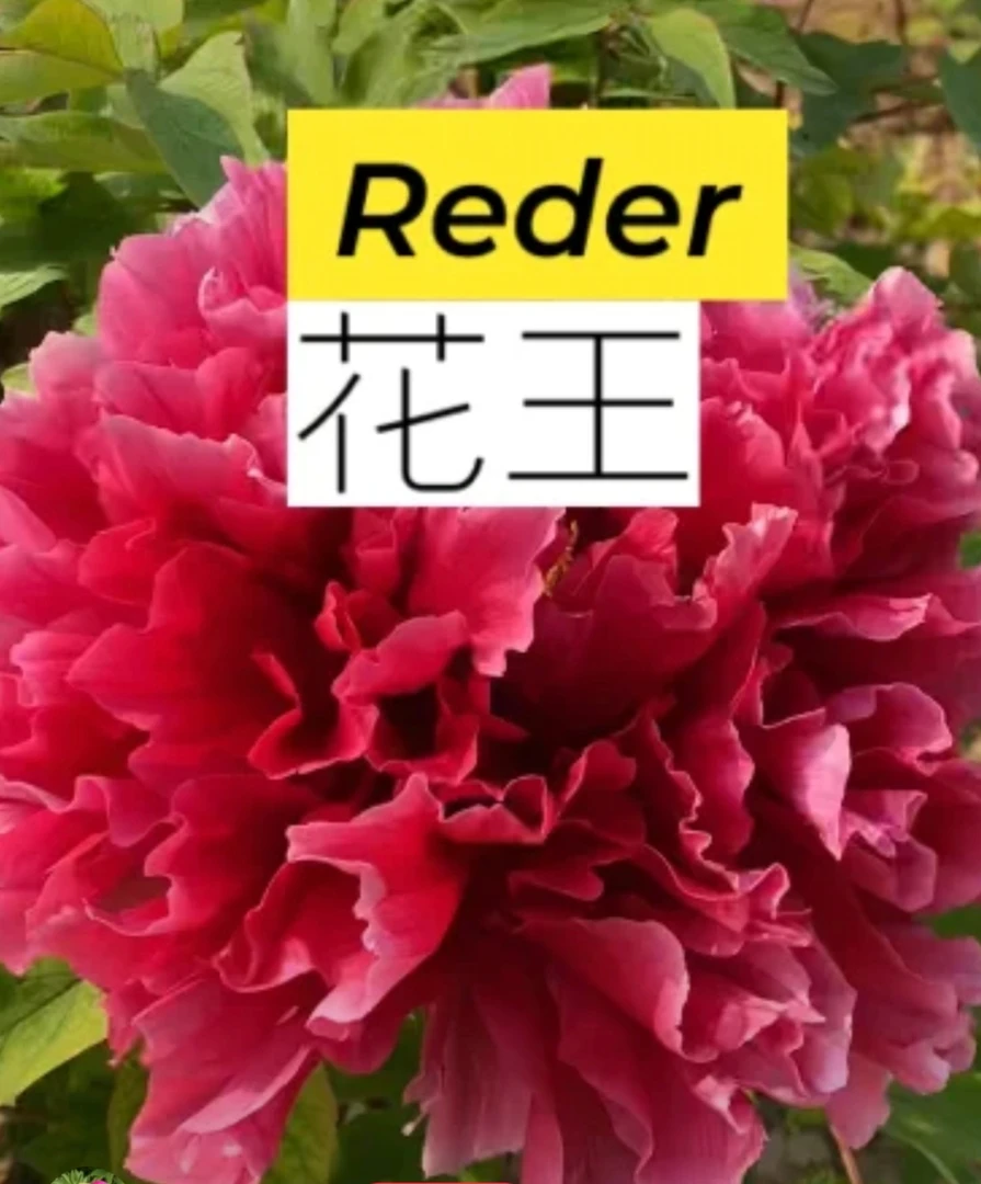 《花王》洛阳牡丹 盆景绿植 十五年苗龄 老盆养 原盆原土基地直发