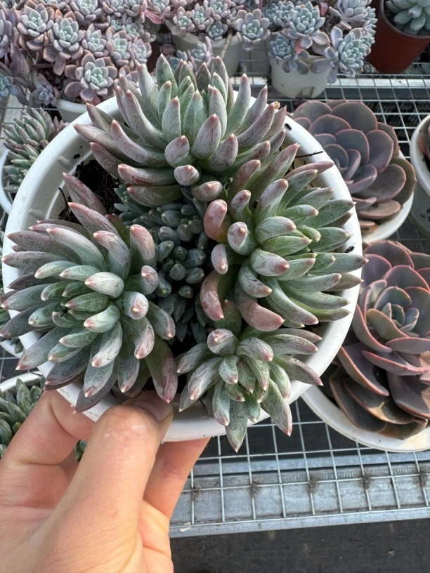 炫彩心 湊满15包邮