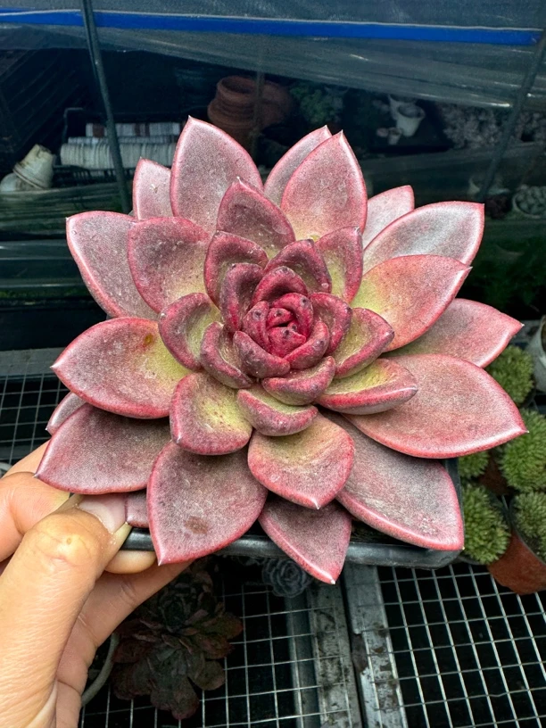 丰沛玫瑰 满15包邮