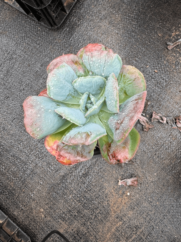 男爵  满15包邮 不满到付