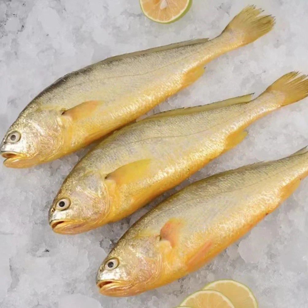 【琳琳推荐】新鲜黄花鱼 250-300克一条 新鲜发货 青岛直发