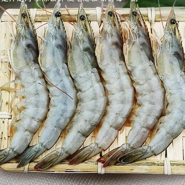 3040青岛海虾15-17厘米,45只左右净重3斤 青岛发货