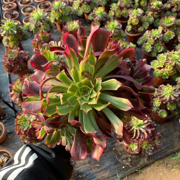 【雪姬】好看好养，多肉植物