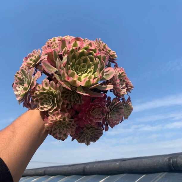 【红铜壶超白锦】多肉植物，红铜白，好看好养，高颜值。