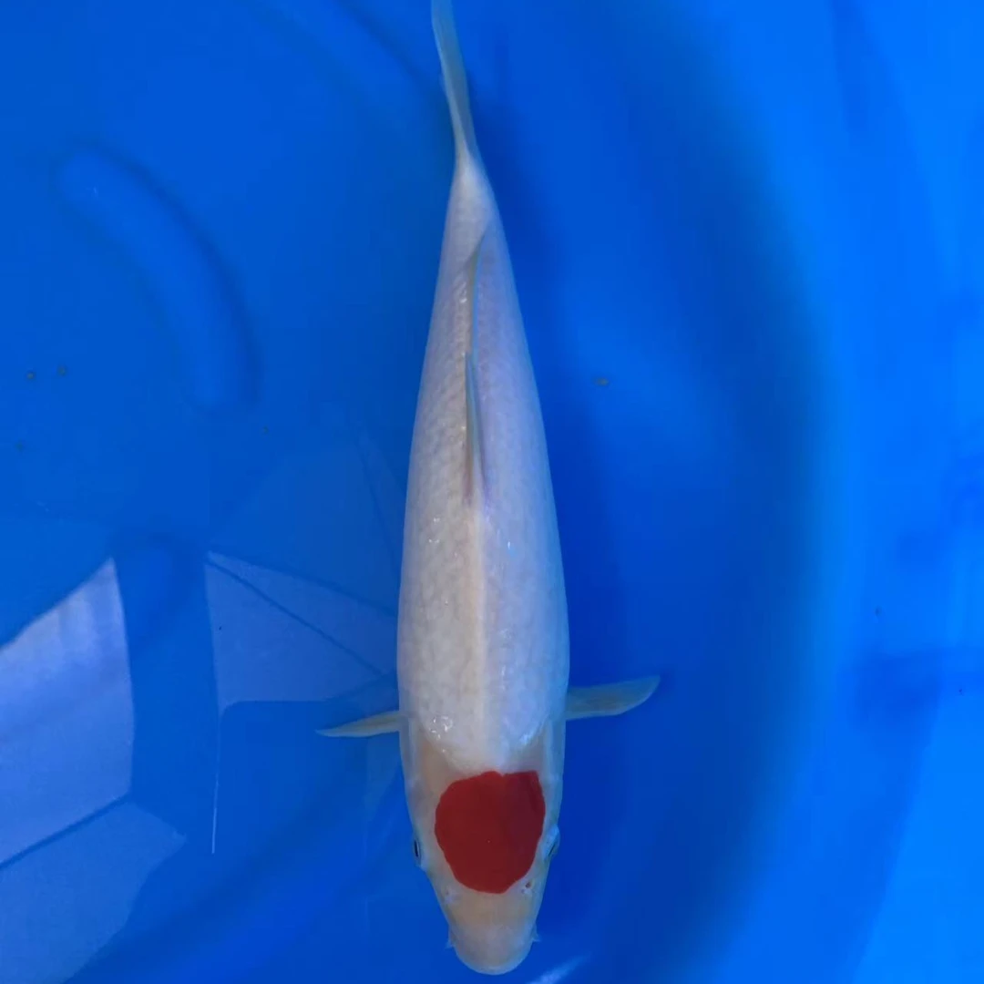 红白大正锦鲤观赏鱼