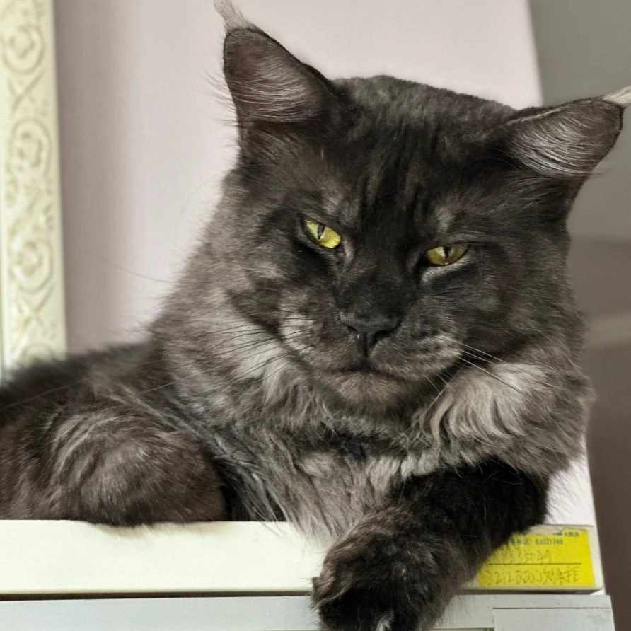 【周年庆】新西兰DF无谷风干家用猫粮主粮猫粮