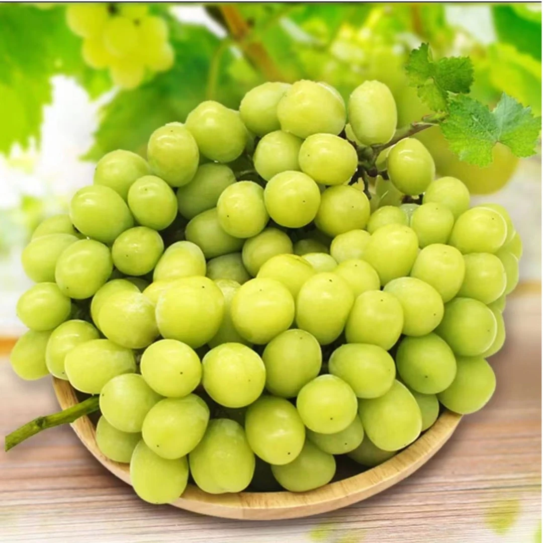 【凌聚果业】新西兰进口秋天脆青提净果2斤起食用鲜果脆甜不酸不涩