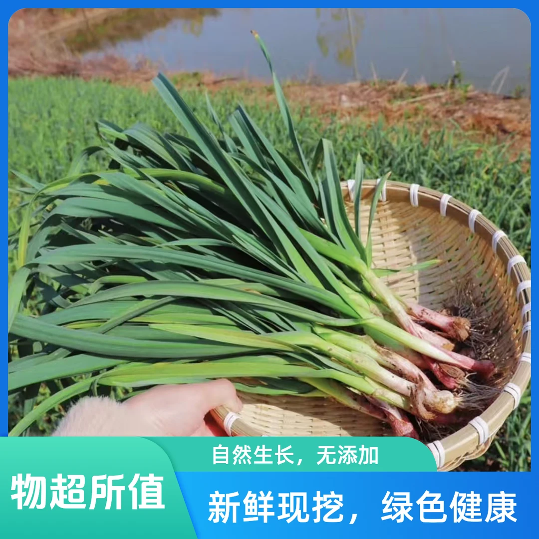 自家种植露天红根蒜苗蒜薹