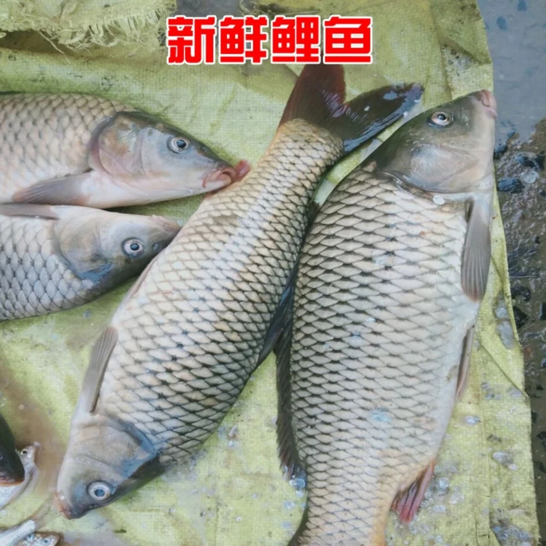 鲤鱼（水产）*条 约1000g±50g