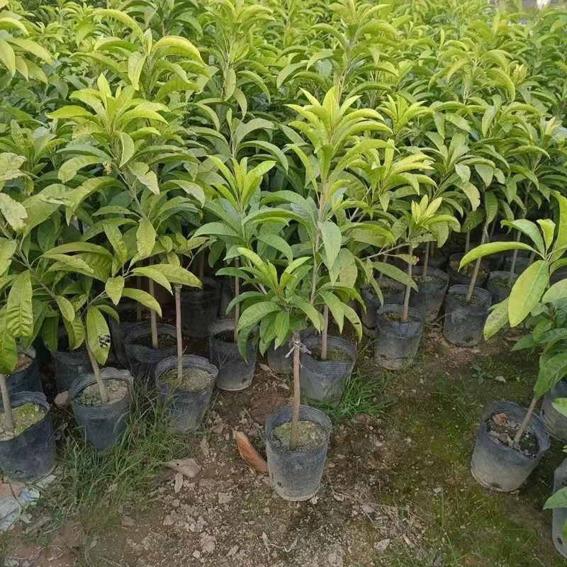 木瓜仙桃树苗耀堂仙桃果树苗嫁接苗四季种植盆栽地栽