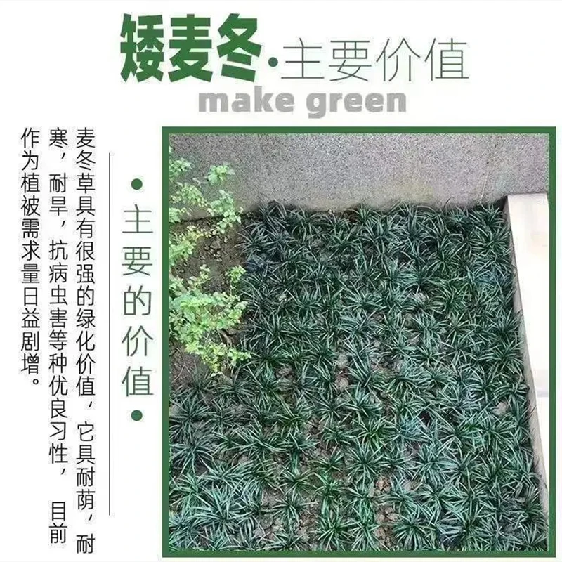 日本矮麦冬玉龙草苗花园草皮带土草苗庭院园林绿化植物抗寒常绿