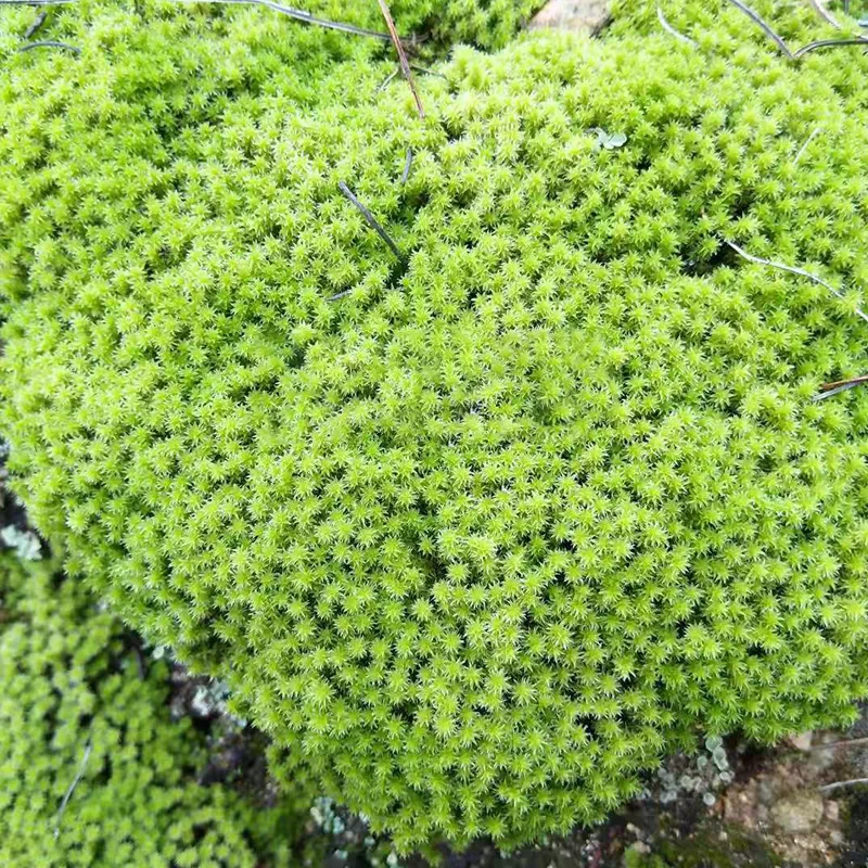 东亚砂藓人工驯养成品鲜活耐暴晒耐干耐寒中式花园盆景鲜活苔藓