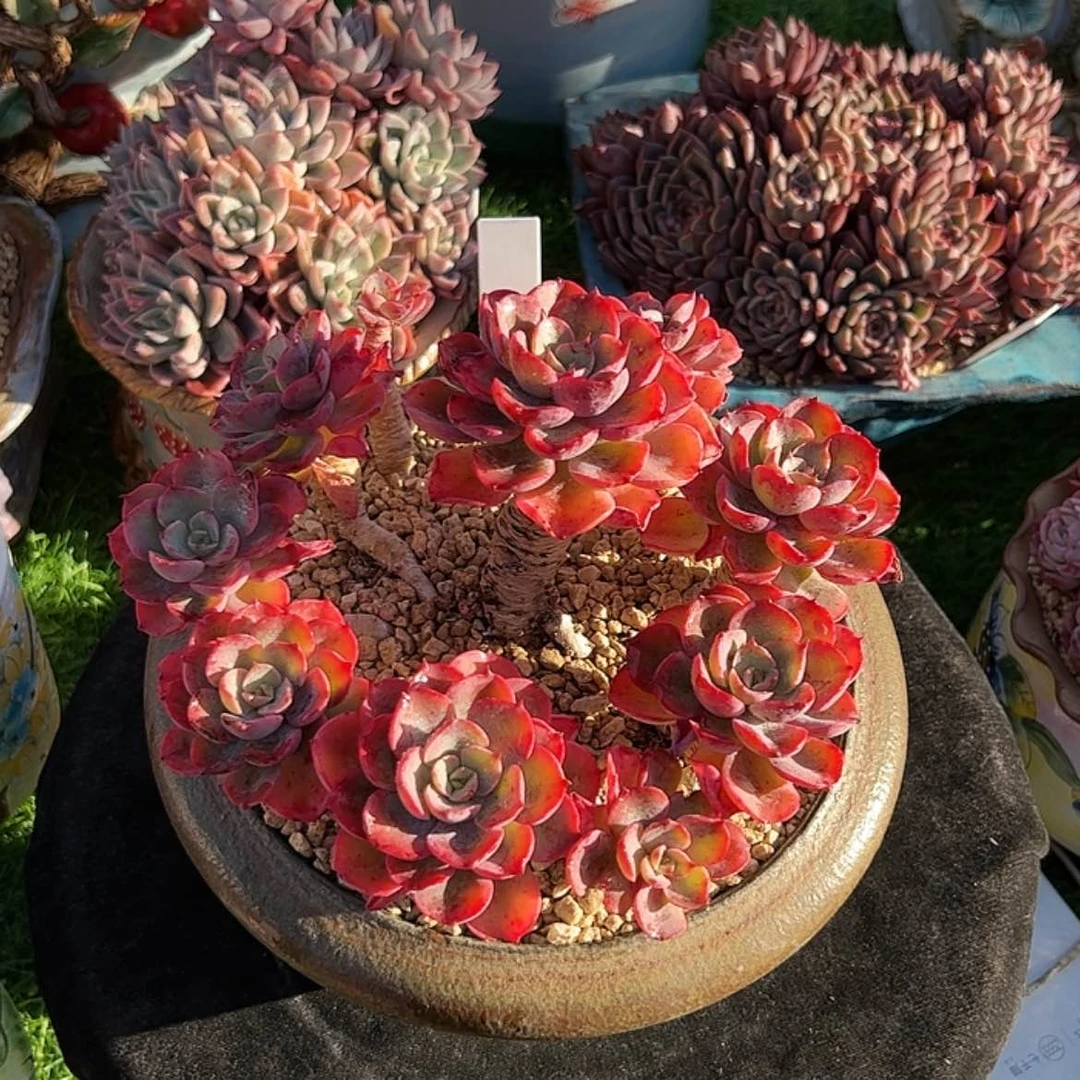 【闪购商品】泪无痕 周正老桩手捧