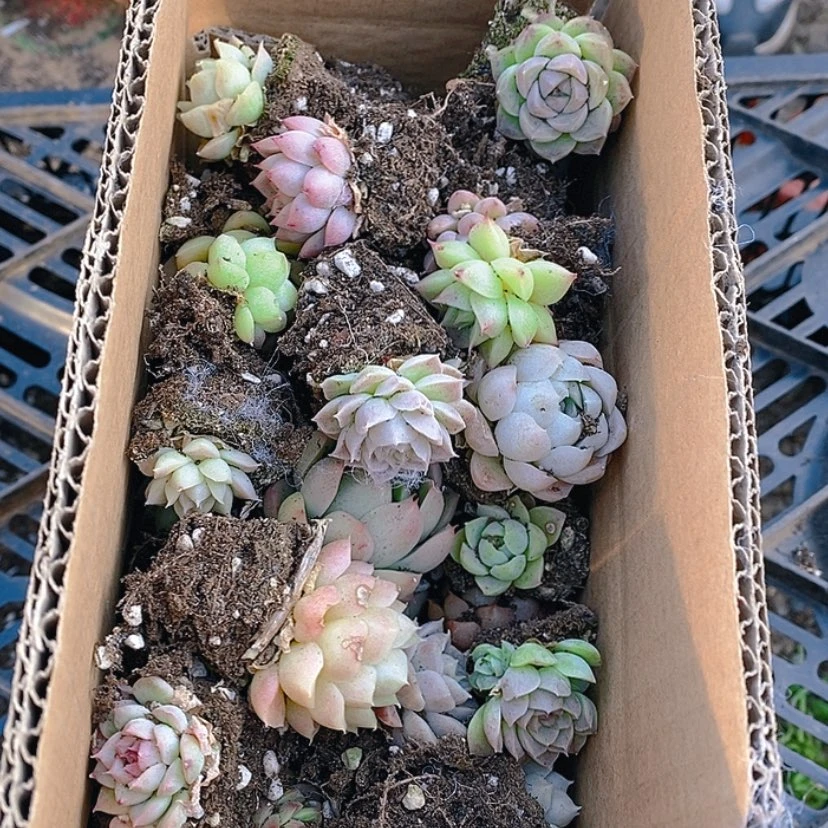 【闪购商品】麦秆杂30