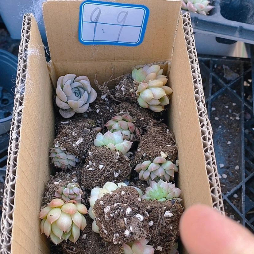 【闪购商品】麦秆杂30