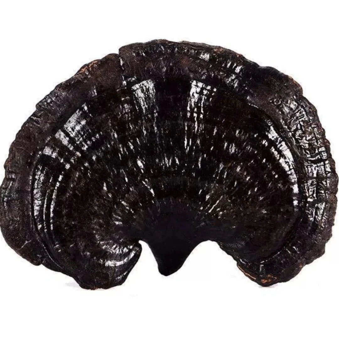 一村一品山野好货【精选-高山黑灵芝】