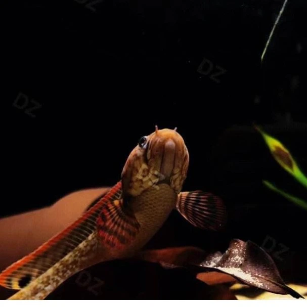 雷龙鱼印度 巧克力七彩雷龙鱼 热带淡水鱼观赏小型雷龙鱼