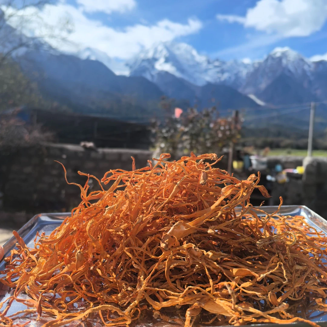 西藏高海拔虫草花