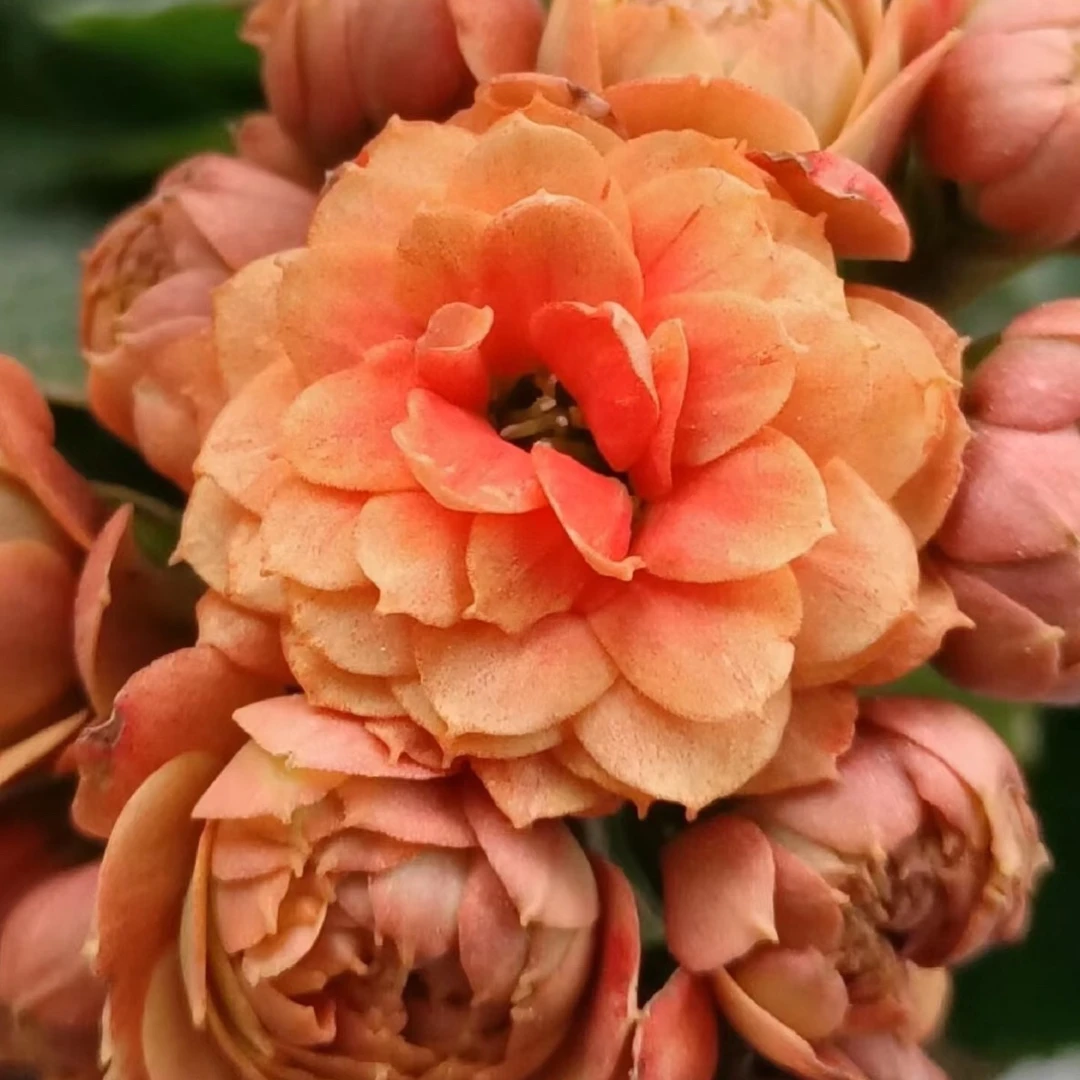 【昊景 万圣节】重瓣大花长寿花