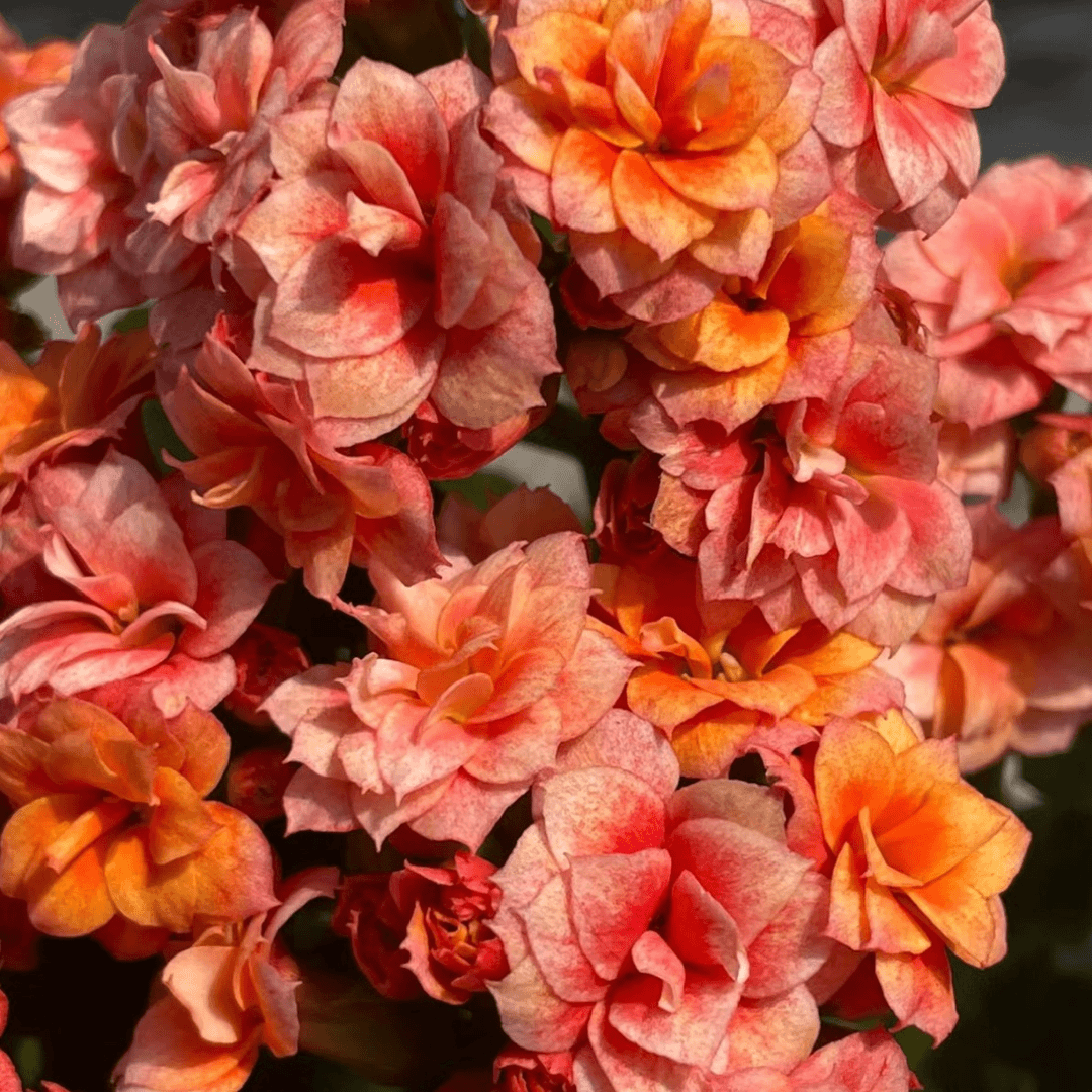 【烟花】重瓣长寿花