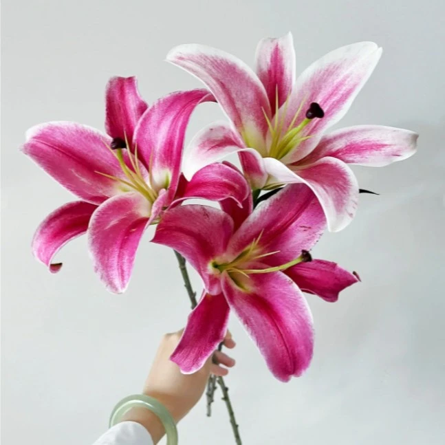 生活鲜花【粉色百合-帕拉佐三头】云南 鲜切花