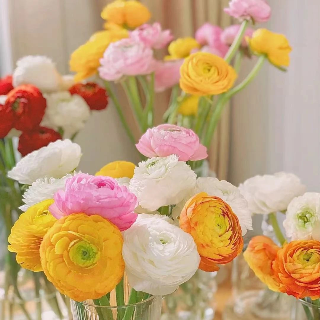 云南鲜花【洋牡丹】