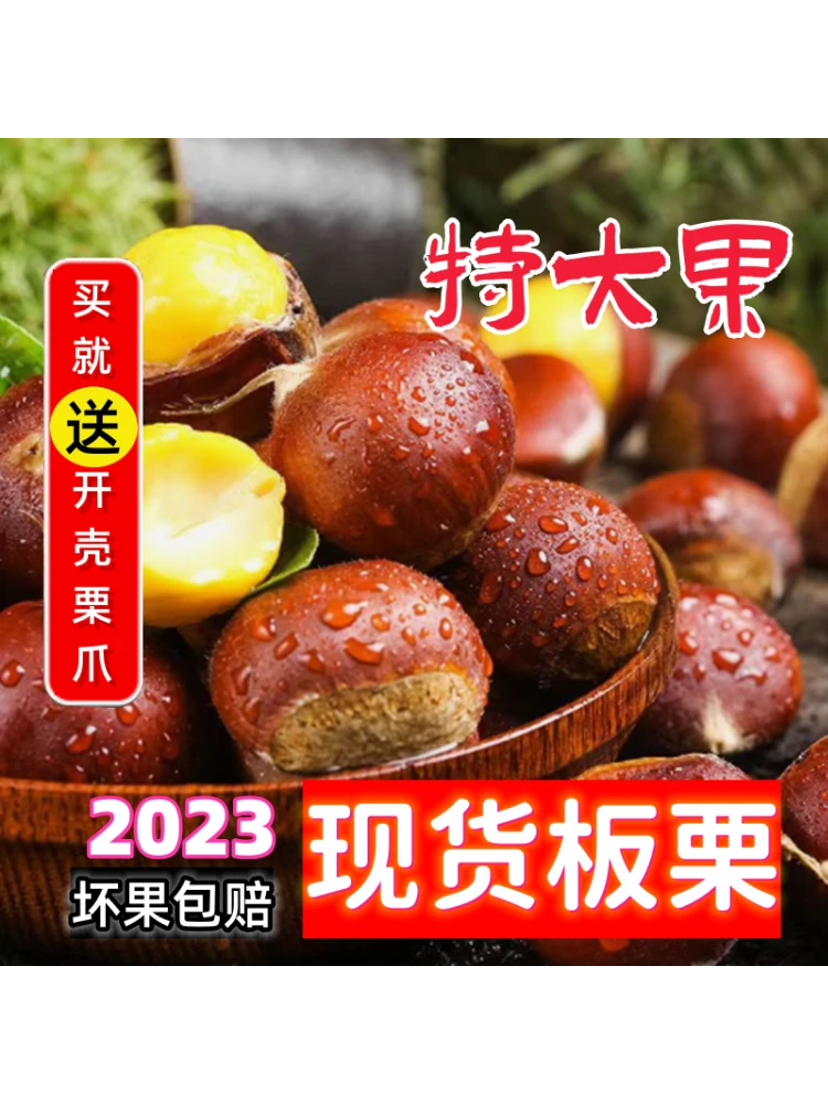 【坏果包赔】新鲜老树板栗生板栗粉糯香甜食用饱满即食营养成熟批发