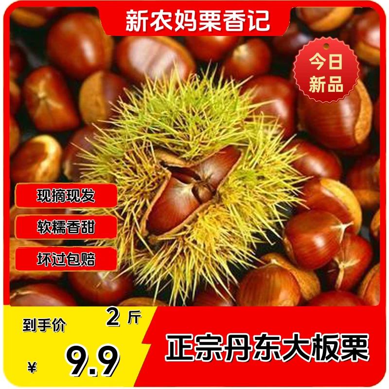 【2斤尝鲜】新鲜板栗丹东板栗生板栗食用软糯香甜成熟饱满营养即食