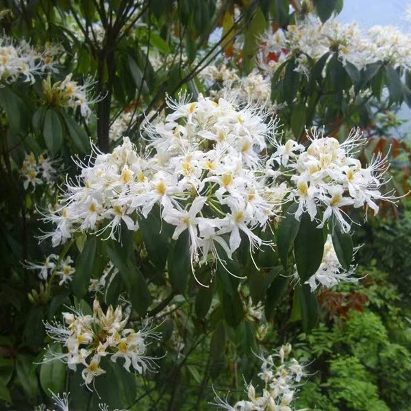 长蕊杜鹃四季常青，一物一拍连接