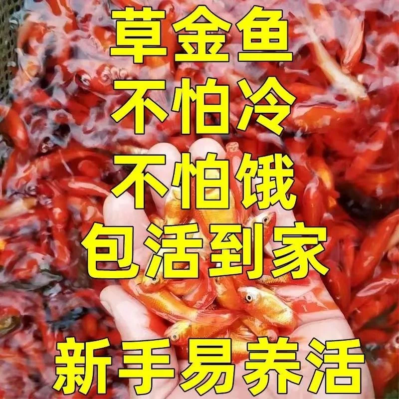 小鱼观赏鱼草养鱼活体锦鲫锦鲤活鱼观赏鱼鱼冷水热带红鲫鱼红金鱼
