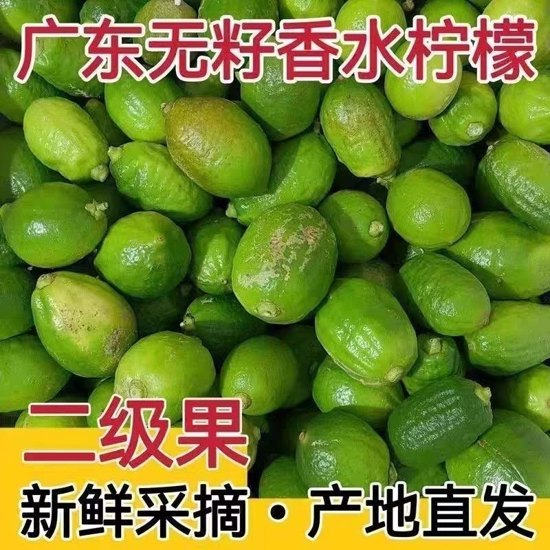 广东香水柠檬二级果新鲜无籽四季奶茶店专用青柠鲜果