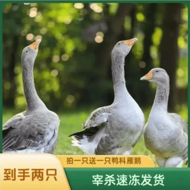 买1送1散养大雁鹅2只毛重12斤带翅膀内脏除舌头珍宰杀后8-9斤顺丰