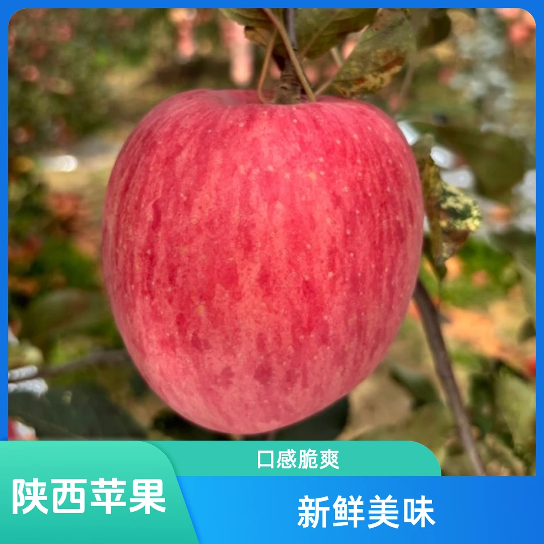 陕西洛川红富士苹果,果农自产自销,产地直发,脆甜多汁