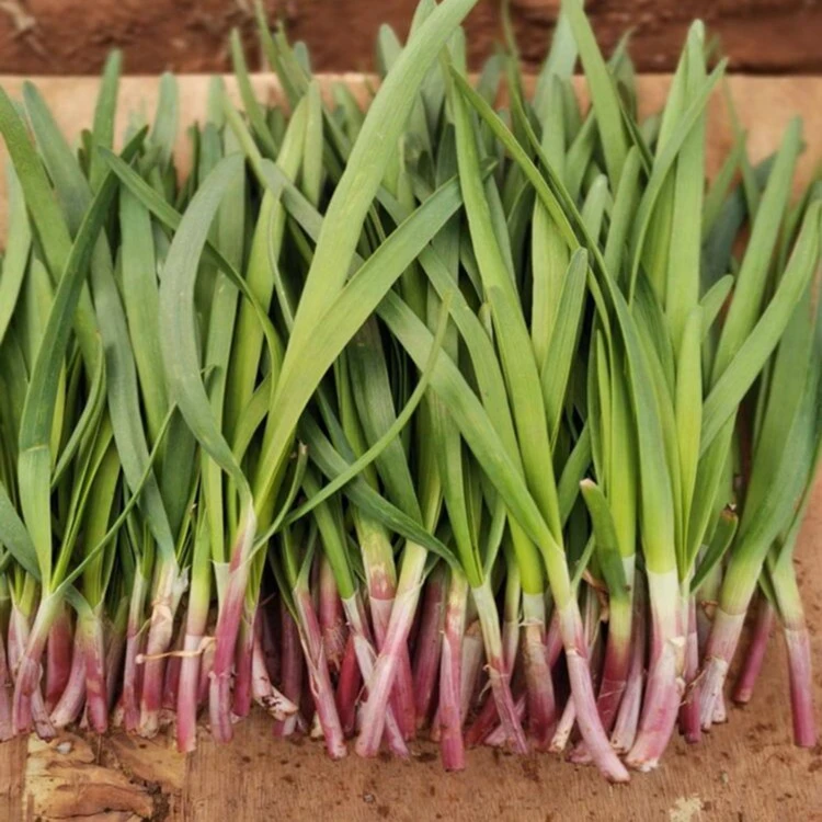 【紫根韭菜种子】紫韭菜四季种子香紫根盆栽阳台种植简单