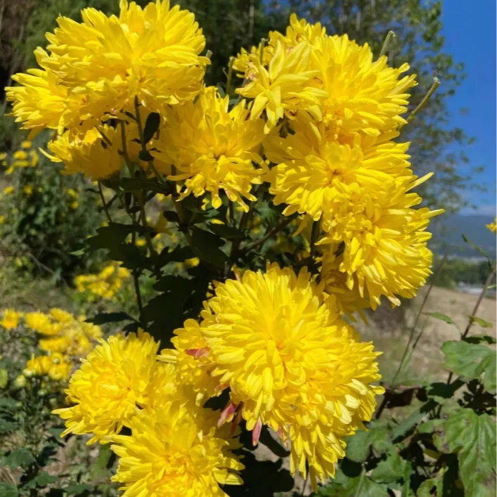 金丝皇菊花种子盆栽植物庭院泡茶黄菊花苗食用花卉金盏菊杭种籽