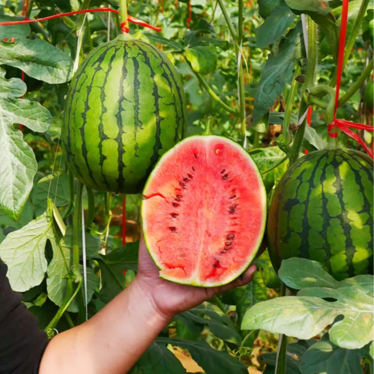 盆栽蜂蜜小西瓜种子阳台红壤黄瓤西瓜室内种植四季水果西瓜种子
