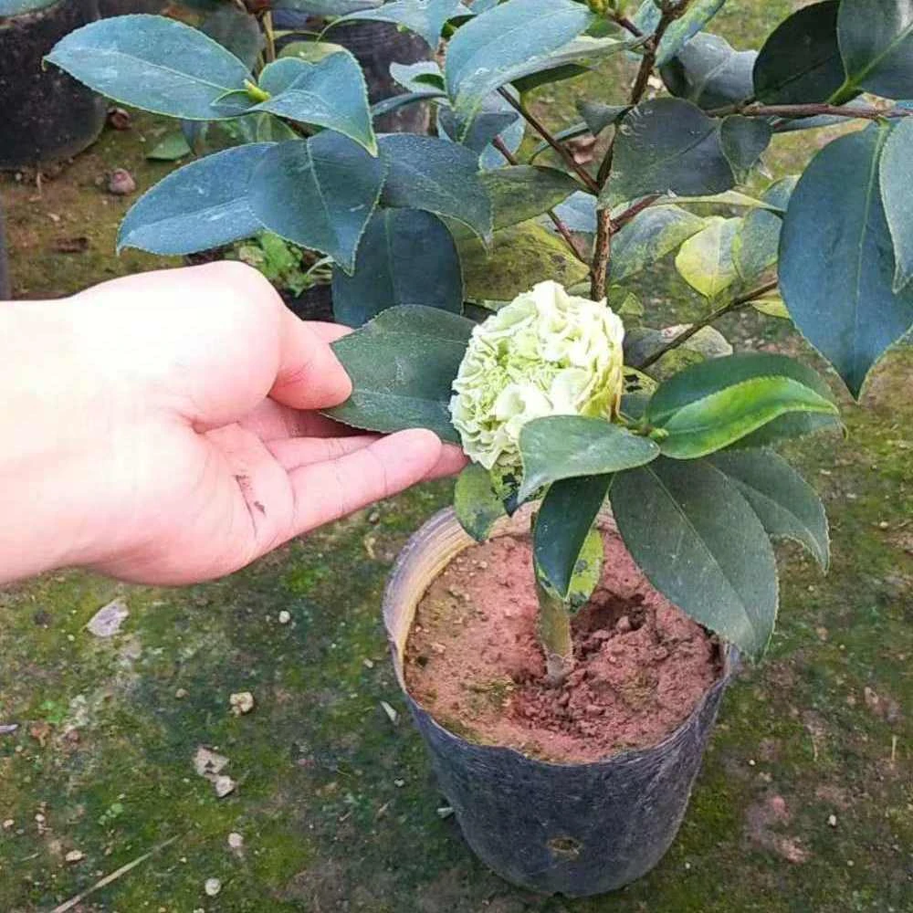 正品种茶花树苗绿茶花绿可娜绿云庭院阳台花卉绿植盆栽四季