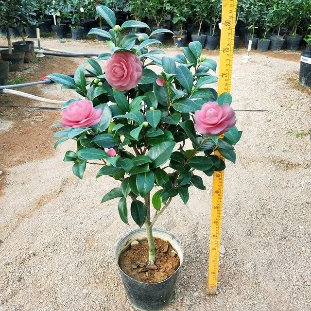 宫粉茶花盆栽小桃红带花苞当年开花室内阳台四季绿植花卉山茶花树