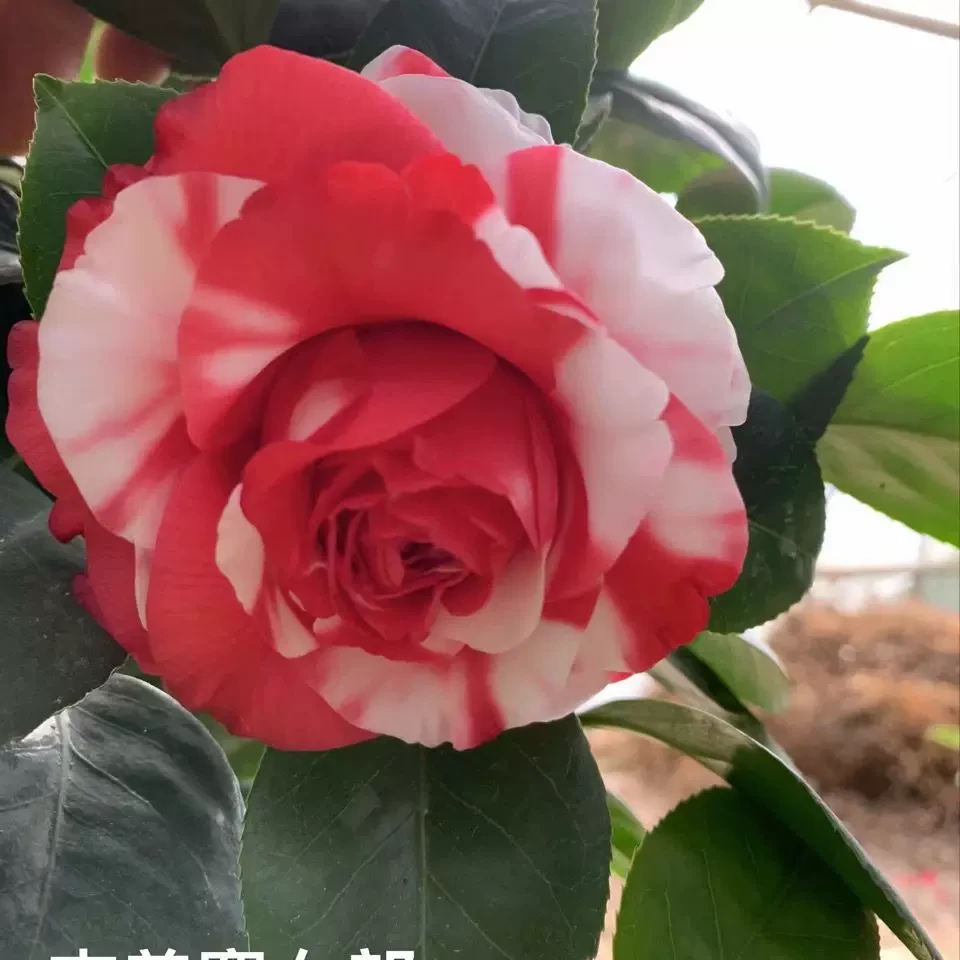 吉普赛女郎茶花树苗盆栽盆景绿植物花卉观花庭院别墅花园阳台花卉