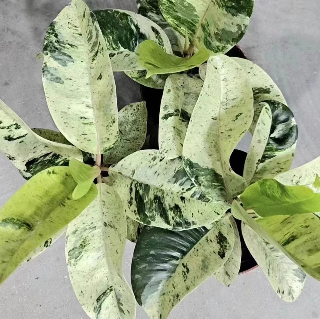 雀斑小姐橡皮树室内外植物好养易活