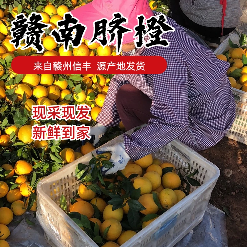 正宗赣南脐橙信丰脐橙皮薄香甜10斤20斤现摘现发新鲜带叶产地直发