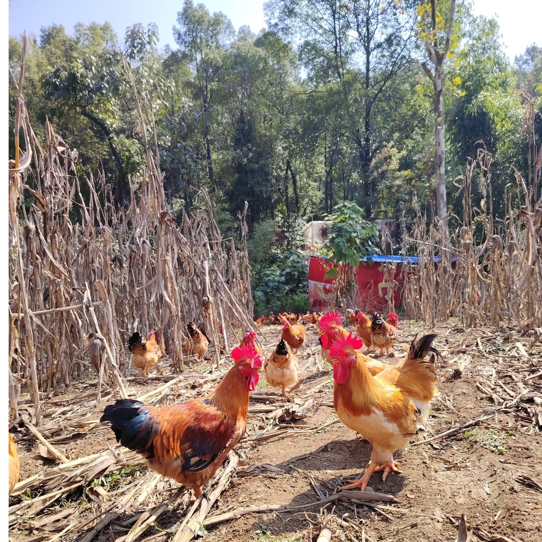 林下散养跑山鸡，贵州特色882